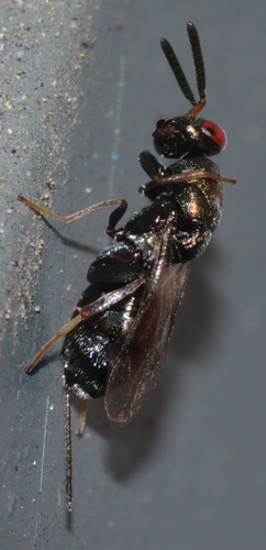 Chalcidoidea: forse Pteromalidae
